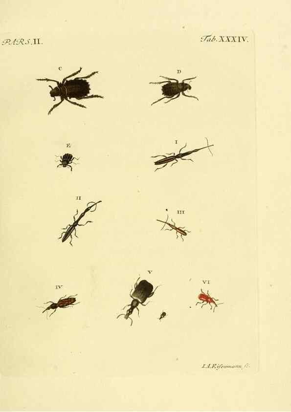 Reproducción/Reproduction 36369412515: J.E. Voet. M Doct. Catalogus systematicus coleopterorum =. À la Haye :Chez G. Bakhusen,[1804]-1806.