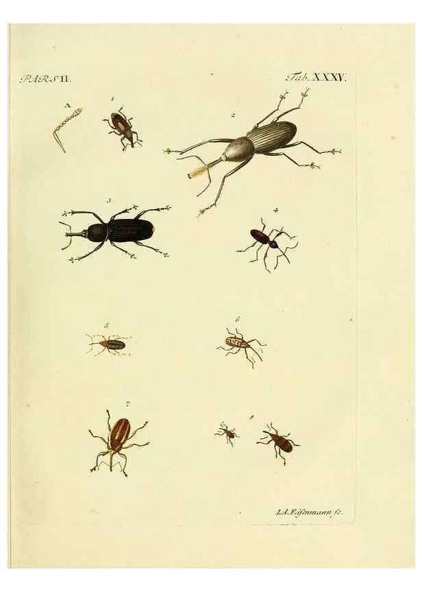 Reproducción/Reproduction 35560944113: J.E. Voet. M Doct. Catalogus systematicus coleopterorum =. À la Haye :Chez G. Bakhusen,[1804]-1806.