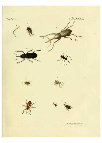 Reproducción/Reproduction 35560944113: J.E. Voet. M Doct. Catalogus systematicus coleopterorum =. À la Haye :Chez G. Bakhusen,[1804]-1806.