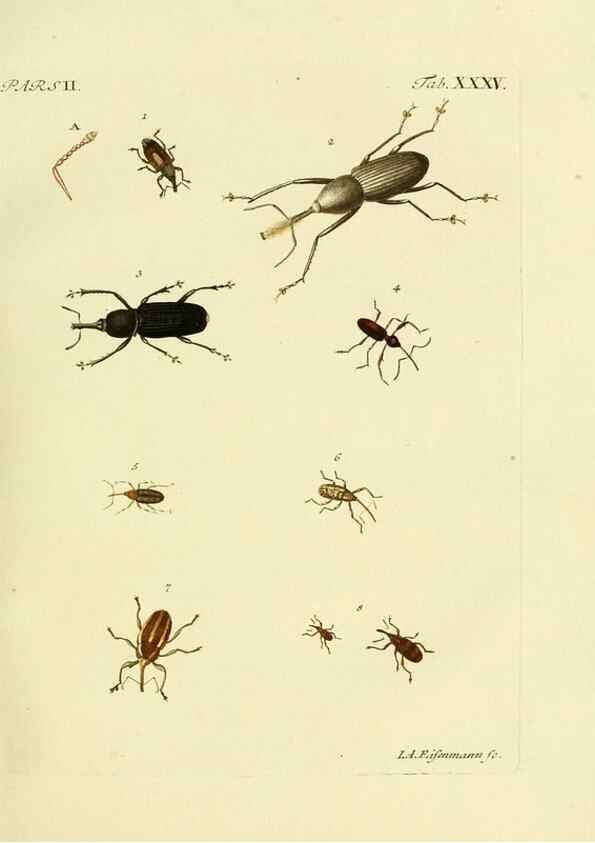 Reproducción/Reproduction 35560944113: J.E. Voet. M Doct. Catalogus systematicus coleopterorum =. À la Haye :Chez G. Bakhusen,[1804]-1806.