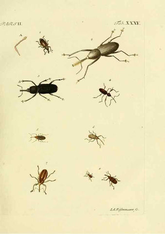 Reproducción/Reproduction 35560944113: J.E. Voet. M Doct. Catalogus systematicus coleopterorum =. À la Haye :Chez G. Bakhusen,[1804]-1806.