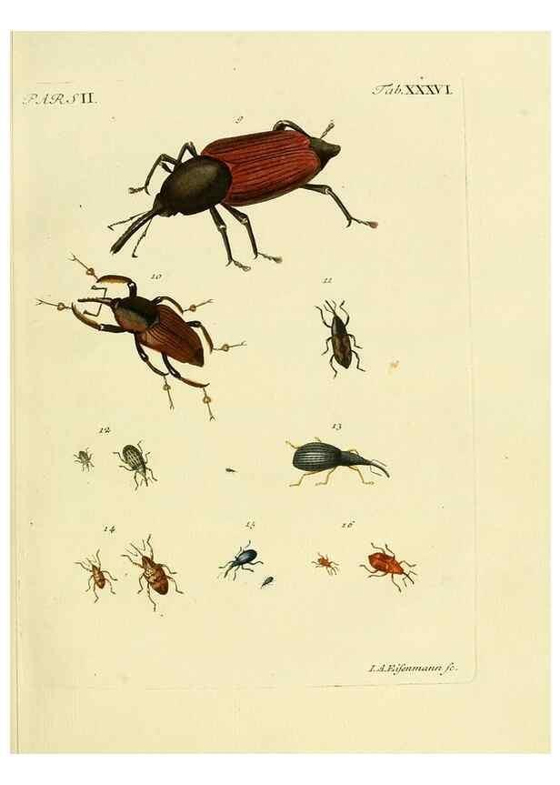 Reproducción/Reproduction 35560947923: J.E. Voet. M Doct. Catalogus systematicus coleopterorum =. À la Haye :Chez G. Bakhusen,[1804]-1806.