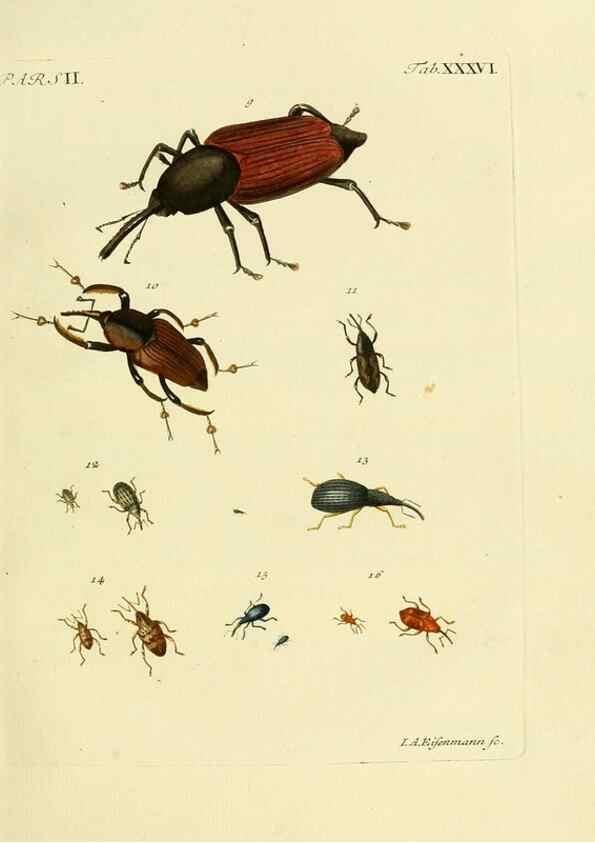 Reproducción/Reproduction 35560947923: J.E. Voet. M Doct. Catalogus systematicus coleopterorum =. À la Haye :Chez G. Bakhusen,[1804]-1806.
