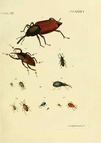 Reproducción/Reproduction 35560947923: J.E. Voet. M Doct. Catalogus systematicus coleopterorum =. À la Haye :Chez G. Bakhusen,[1804]-1806.