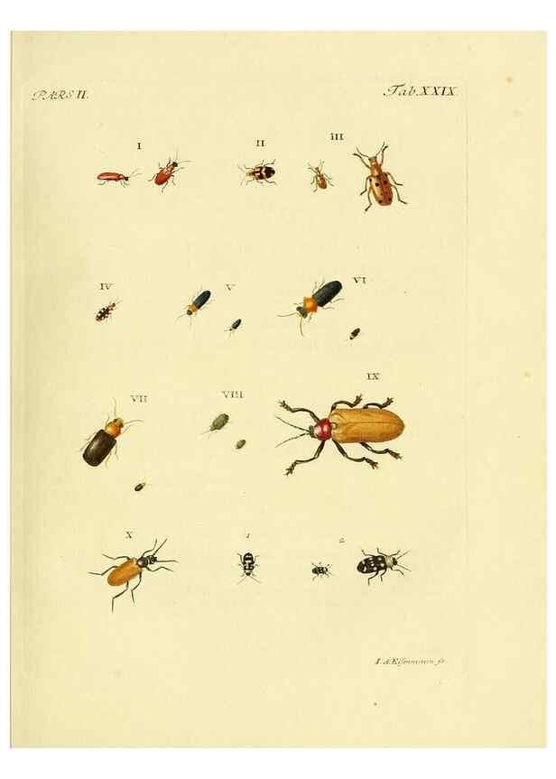 Reproducción/Reproduction 35560920733: J.E. Voet. M Doct. Catalogus systematicus coleopterorum =. À la Haye :Chez G. Bakhusen,[1804]-1806.