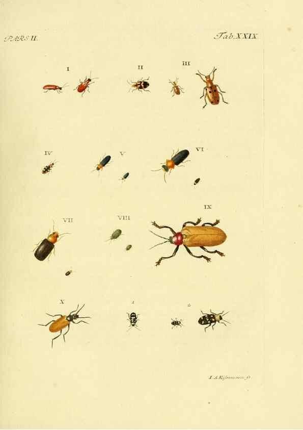 Reproducción/Reproduction 35560920733: J.E. Voet. M Doct. Catalogus systematicus coleopterorum =. À la Haye :Chez G. Bakhusen,[1804]-1806.