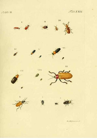 Reproducción/Reproduction 35560920733: J.E. Voet. M Doct. Catalogus systematicus coleopterorum =. À la Haye :Chez G. Bakhusen,[1804]-1806.