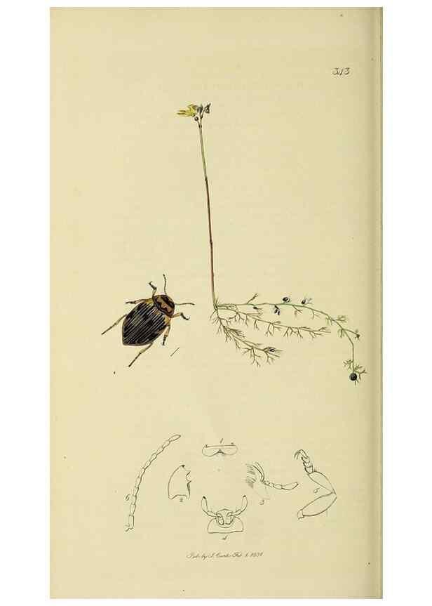 Reproducción/Reproduction 35561717113: British entomology :. London,Printed for the author,1823-1840 [i.e. 1840].