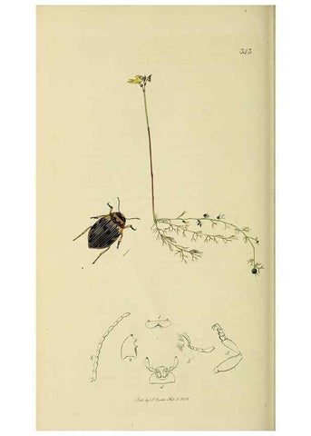 Reproducción/Reproduction 35561717113: British entomology :. London,Printed for the author,1823-1840 [i.e. 1840].