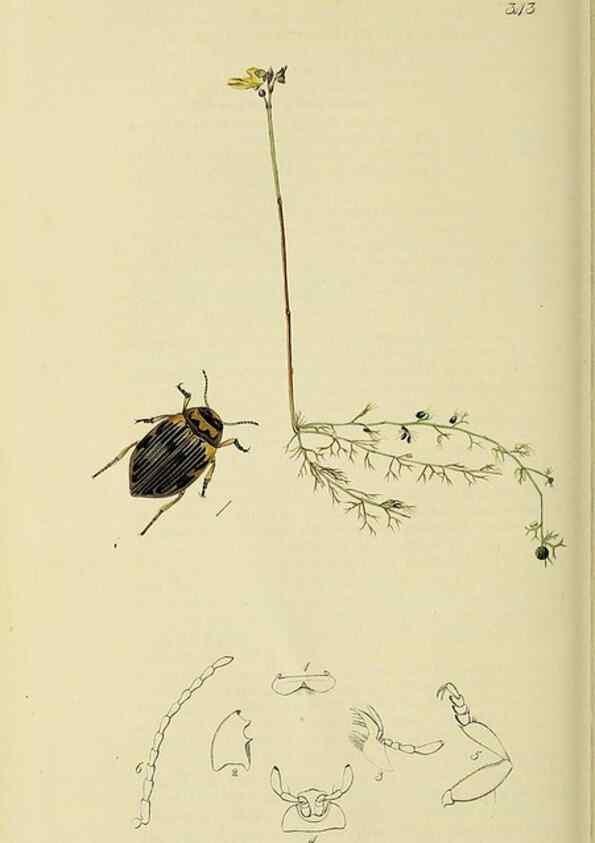 Reproducción/Reproduction 35561717113: British entomology :. London,Printed for the author,1823-1840 [i.e. 1840].