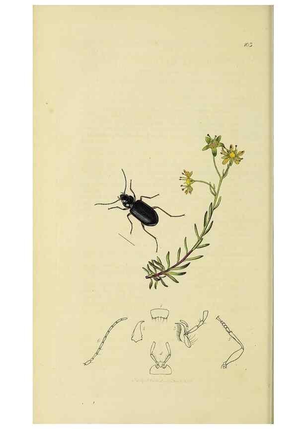 Reproducción/Reproduction 35561639933: British entomology :. London,Printed for the author,1823-1840 [i.e. 1840].