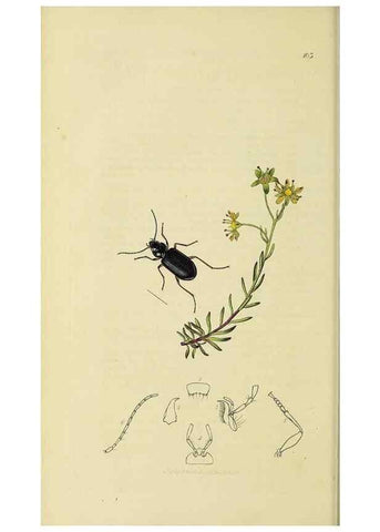 Reproducción/Reproduction 35561639933: British entomology :. London,Printed for the author,1823-1840 [i.e. 1840].