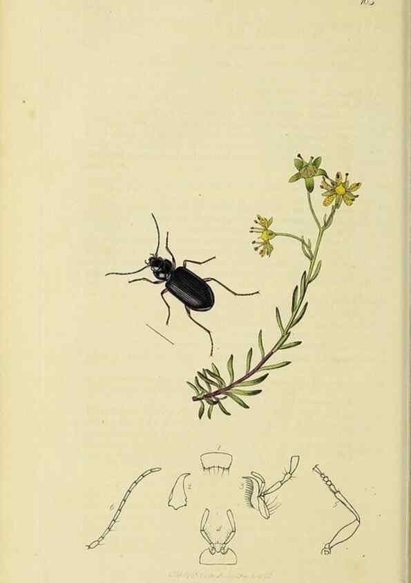 Reproducción/Reproduction 35561639933: British entomology :. London,Printed for the author,1823-1840 [i.e. 1840].