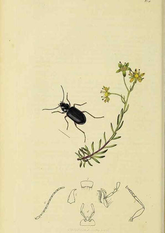 Reproducción/Reproduction 35561639933: British entomology :. London,Printed for the author,1823-1840 [i.e. 1840].