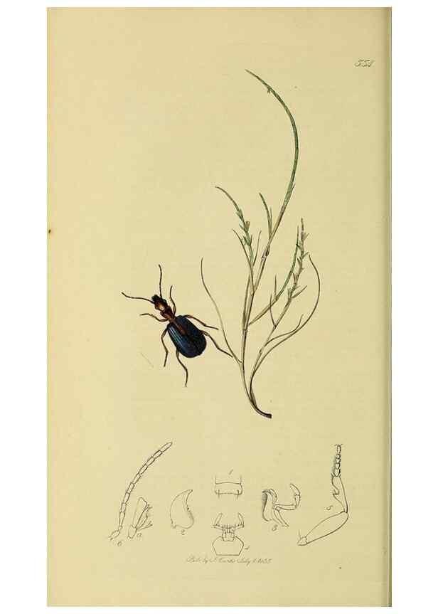Reproducción/Reproduction 35561644473: British entomology :. London,Printed for the author,1823-1840 [i.e. 1840].