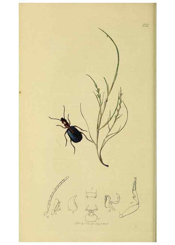 Reproducción/Reproduction 35561644473: British entomology :. London,Printed for the author,1823-1840 [i.e. 1840].