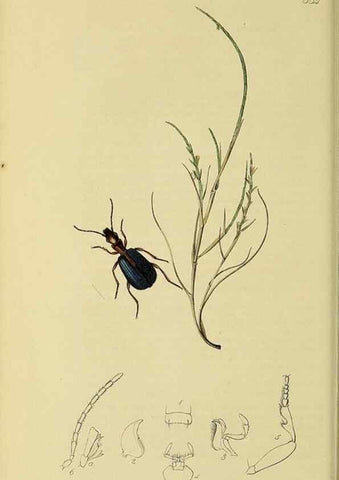 Reproducción/Reproduction 35561644473: British entomology :. London,Printed for the author,1823-1840 [i.e. 1840].