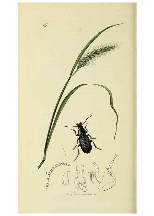 Reproducción/Reproduction 35561683573: British entomology :. London,Printed for the author,1823-1840 [i.e. 1840].