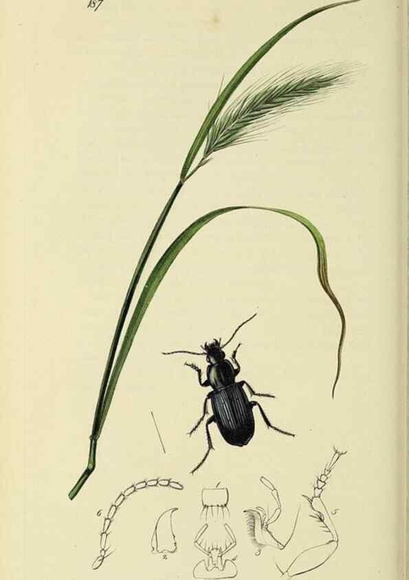 Reproducción/Reproduction 35561683573: British entomology :. London,Printed for the author,1823-1840 [i.e. 1840].