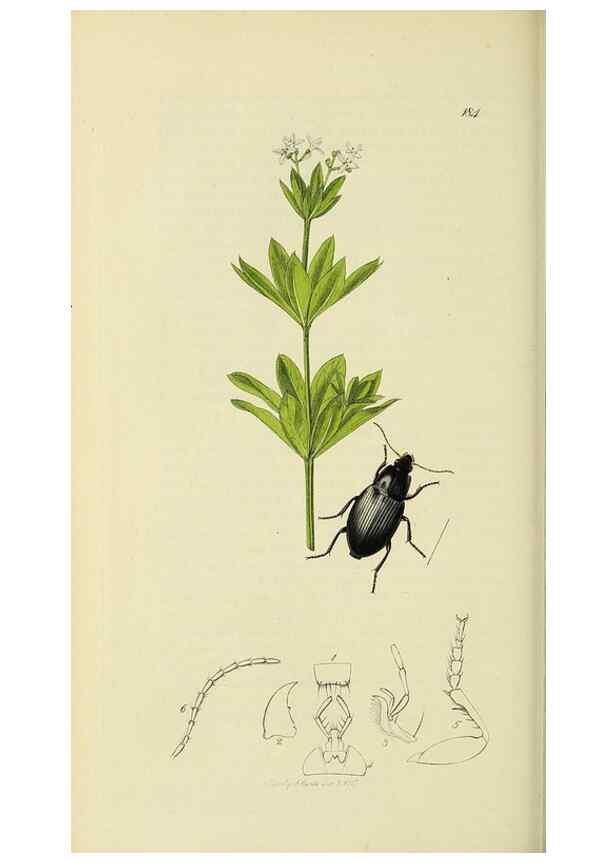 Reproducción/Reproduction 35561686083: British entomology :. London,Printed for the author,1823-1840 [i.e. 1840].
