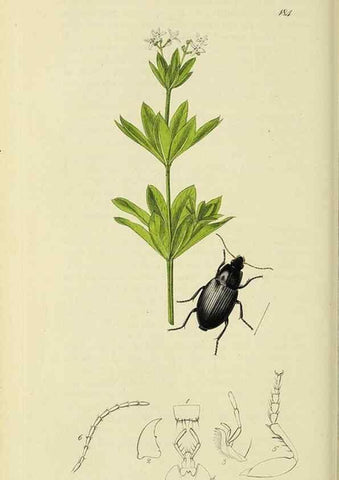 Reproducción/Reproduction 35561686083: British entomology :. London,Printed for the author,1823-1840 [i.e. 1840].