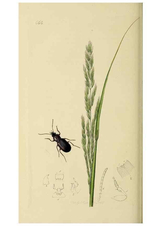Reproducción/Reproduction 35561688023: British entomology :. London,Printed for the author,1823-1840 [i.e. 1840].