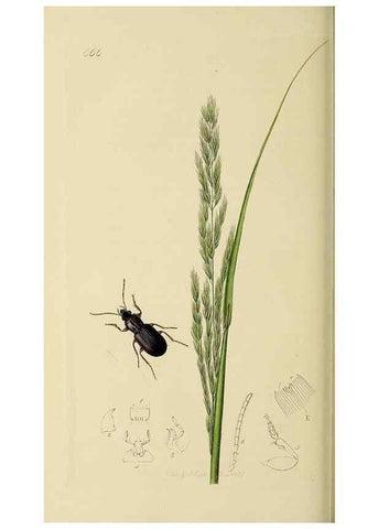 Reproducción/Reproduction 35561688023: British entomology :. London,Printed for the author,1823-1840 [i.e. 1840].