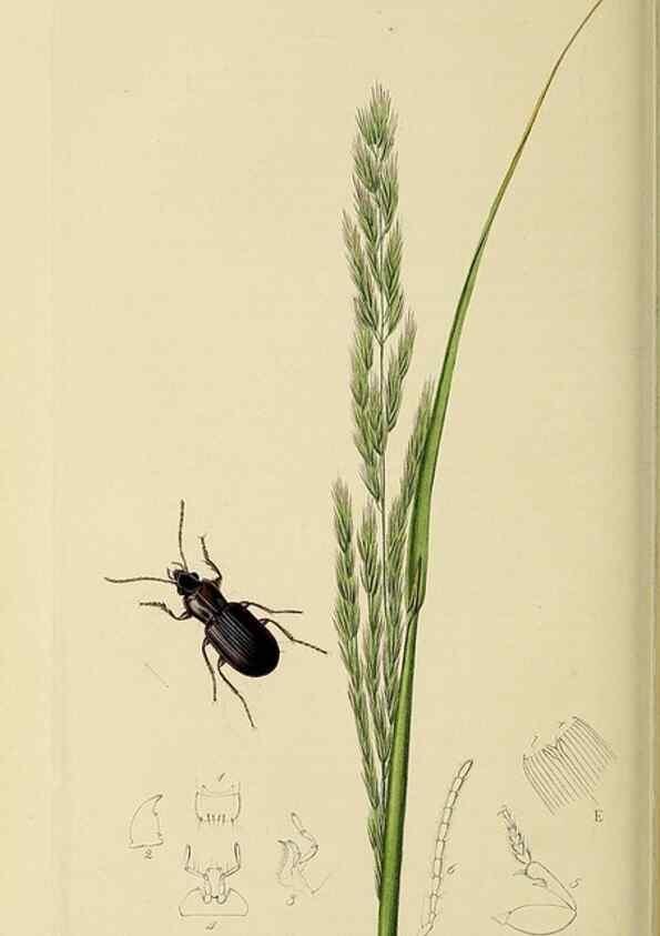 Reproducción/Reproduction 35561688023: British entomology :. London,Printed for the author,1823-1840 [i.e. 1840].