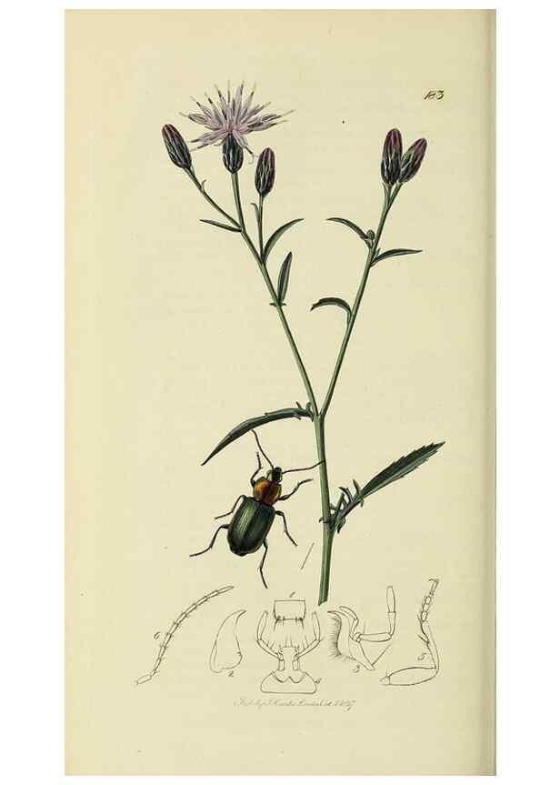Reproducción/Reproduction 35561689983: British entomology :. London,Printed for the author,1823-1840 [i.e. 1840].