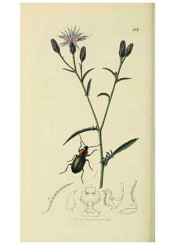 Reproducción/Reproduction 35561689983: British entomology :. London,Printed for the author,1823-1840 [i.e. 1840].