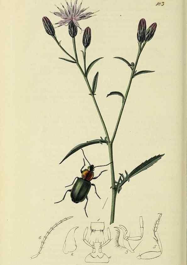 Reproducción/Reproduction 35561689983: British entomology :. London,Printed for the author,1823-1840 [i.e. 1840].