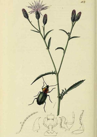 Reproducción/Reproduction 35561689983: British entomology :. London,Printed for the author,1823-1840 [i.e. 1840].