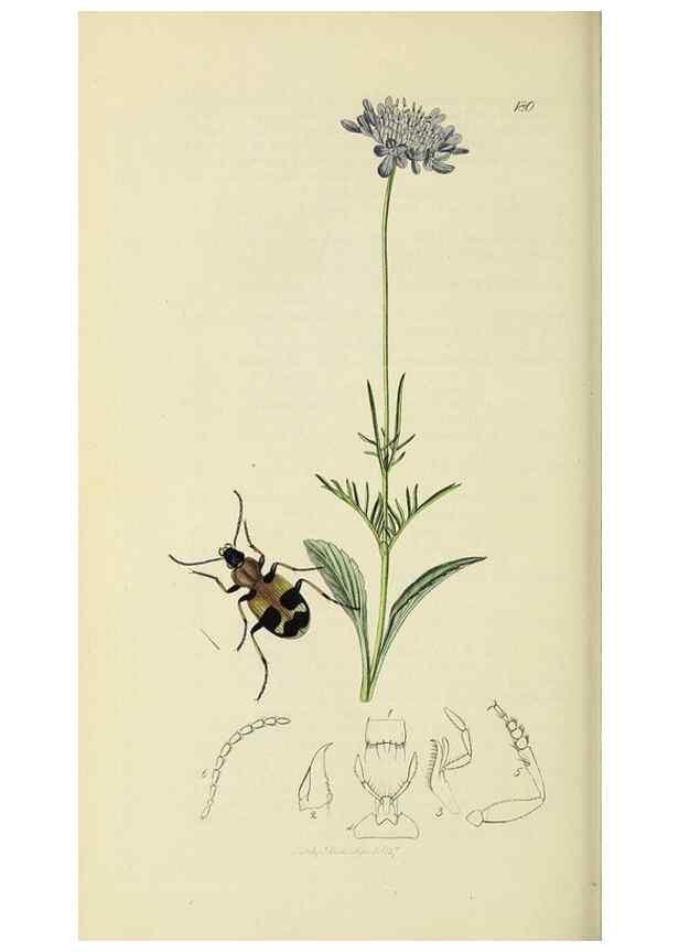 Reproducción/Reproduction 35561691833: British entomology :. London,Printed for the author,1823-1840 [i.e. 1840].