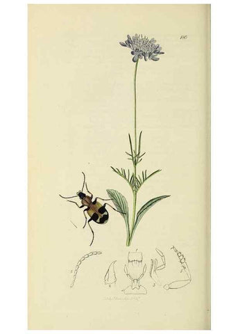 Reproducción/Reproduction 35561691833: British entomology :. London,Printed for the author,1823-1840 [i.e. 1840].