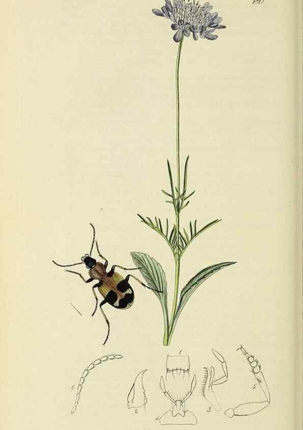 Reproducción/Reproduction 35561691833: British entomology :. London,Printed for the author,1823-1840 [i.e. 1840].