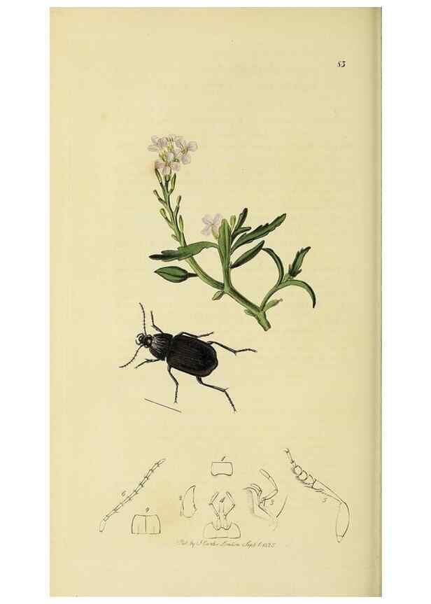 Reproducción/Reproduction 35561694443: British entomology :. London,Printed for the author,1823-1840 [i.e. 1840].