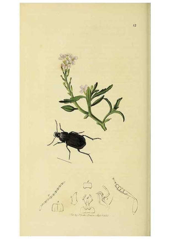 Reproducción/Reproduction 35561694443: British entomology :. London,Printed for the author,1823-1840 [i.e. 1840].