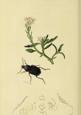 Reproducción/Reproduction 35561694443: British entomology :. London,Printed for the author,1823-1840 [i.e. 1840].