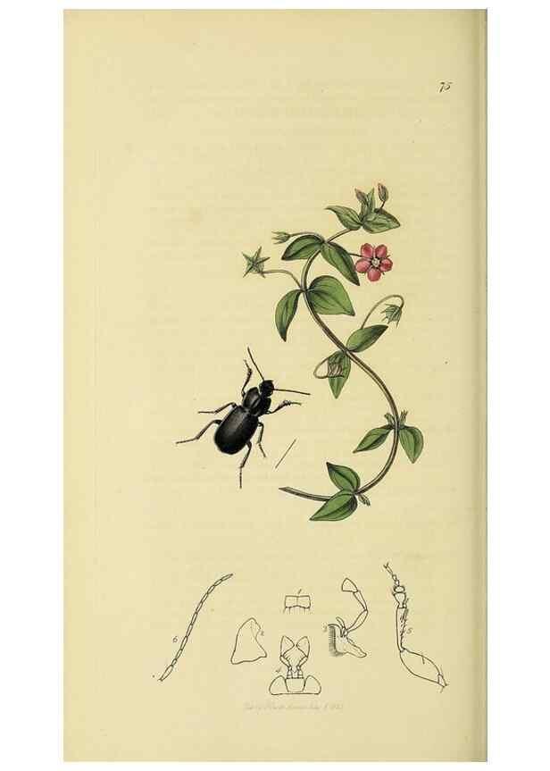 Reproducción/Reproduction 35561696153: British entomology :. London,Printed for the author,1823-1840 [i.e. 1840].