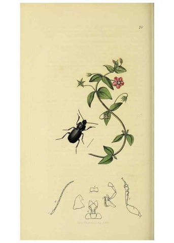 Reproducción/Reproduction 35561696153: British entomology :. London,Printed for the author,1823-1840 [i.e. 1840].