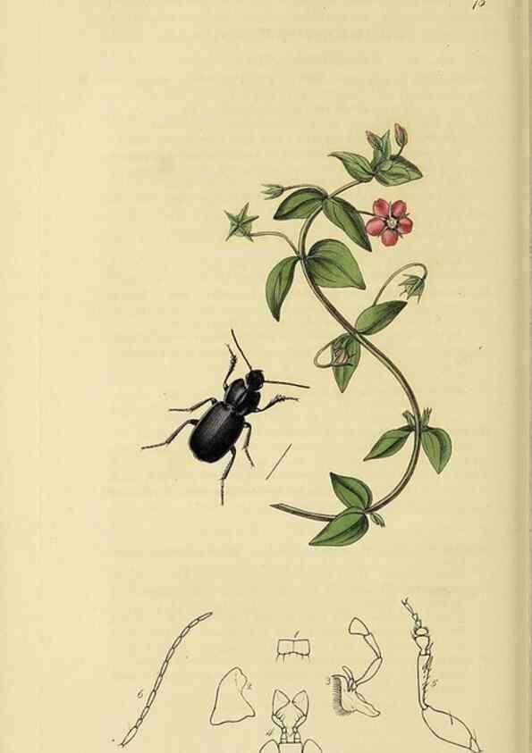 Reproducción/Reproduction 35561696153: British entomology :. London,Printed for the author,1823-1840 [i.e. 1840].
