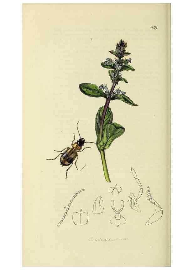 Reproducción/Reproduction 35561697923: British entomology :. London,Printed for the author,1823-1840 [i.e. 1840].