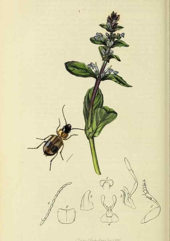 Reproducción/Reproduction 35561697923: British entomology :. London,Printed for the author,1823-1840 [i.e. 1840].