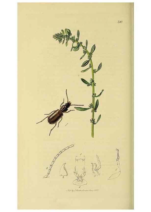 Reproducción/Reproduction 35561700183: British entomology :. London,Printed for the author,1823-1840 [i.e. 1840].