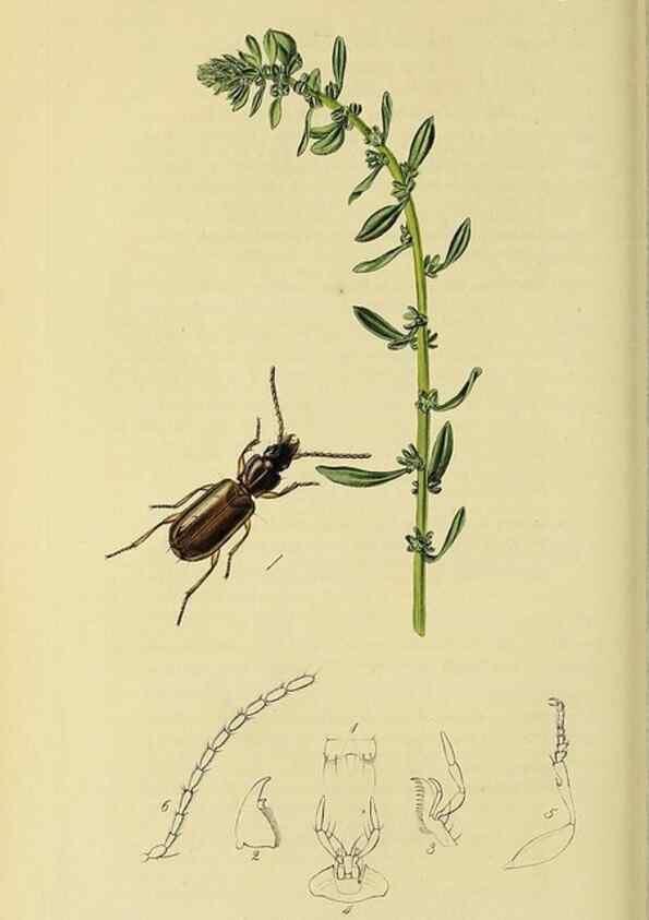 Reproducción/Reproduction 35561700183: British entomology :. London,Printed for the author,1823-1840 [i.e. 1840].