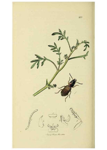 Reproducción/Reproduction 36233387051: British entomology :. London,Printed for the author,1823-1840 [i.e. 1840].