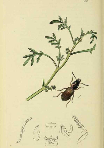 Reproducción/Reproduction 36233387051: British entomology :. London,Printed for the author,1823-1840 [i.e. 1840].