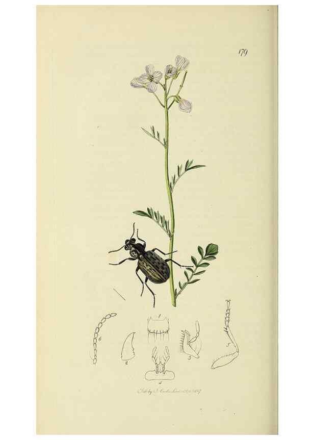 Reproducción/Reproduction 36233388411: British entomology :. London,Printed for the author,1823-1840 [i.e. 1840].