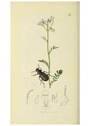 Reproducción/Reproduction 36233388411: British entomology :. London,Printed for the author,1823-1840 [i.e. 1840].