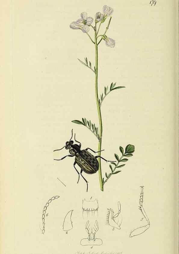 Reproducción/Reproduction 36233388411: British entomology :. London,Printed for the author,1823-1840 [i.e. 1840].